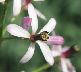 Chinaberry, Melia azedarach (4)