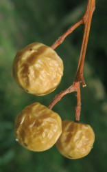 Chinaberry, Melia azedarach (8)