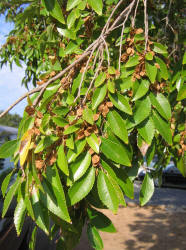 Chinese Elm, Ulmus parvifolia (4)
