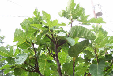 Common Fig, Ficus carica (1)