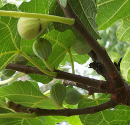 Common Fig, Ficus carica
