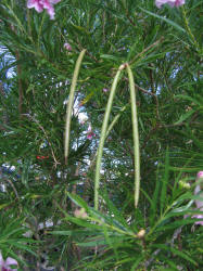 Desert Willow, Chilopsis linearis (6)