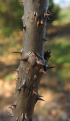 Devil's Walkingstick, Aralia spinosa, VZ (3)