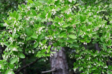Farkleberry, Vaccinium arboreum, Hill