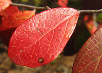 Farkleberry, Vaccinium arboreum, VZ (2)