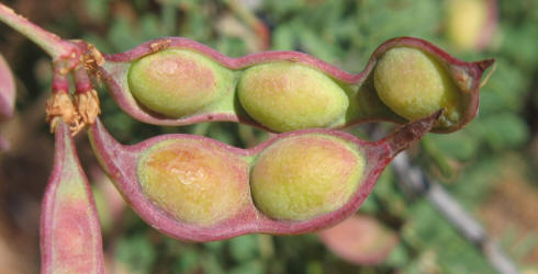 Fragrant Mimosa, Mimosa borealis (5)