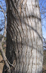 Fremontii Cottonwood, Populus fremontii (2)