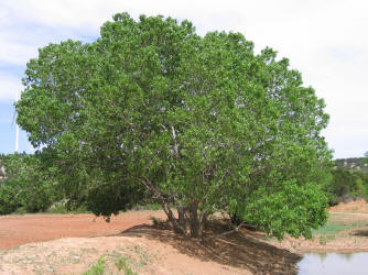 Fremontii Cottonwood, Populus fremontii (9)