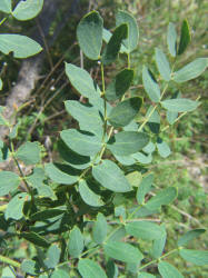 Golden-ball Lead-tree, Leucaena retusa (1)