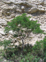 Golden-ball Lead-tree, Leucaena retusa