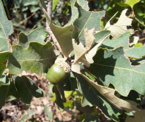 Havard Shin Oak, Quercus havardii, A (1)