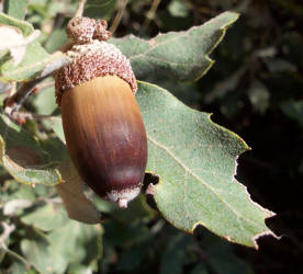 Havard Shin Oak, Quercus havardii, A (2)