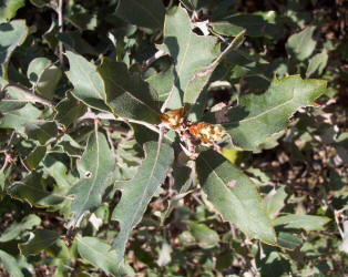 Havard Shin Oak, Quercus havardii, A