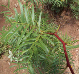 Honey Mesquite, Prosopis glandulosa (2)
