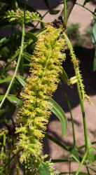 Honey Mesquite, Prosopis glandulosa (3)