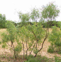 Honey Mesquite, Prosopis glandulosa