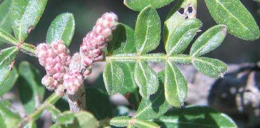 Little-leaf Sumac, Rhus microphylla (20)