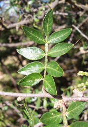 Little-leaf Sumac, Rhus microphylla (6)