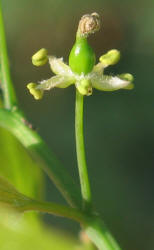 Netleaf Hackberry, Celtis laevigata  var. reticulata (10)