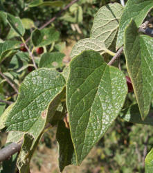 Netleaf Hackberry, Celtis laevigata  var. reticulata (3)