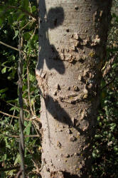 Netleaf Hackberry, Celtis laevigata  var. reticulata (4)