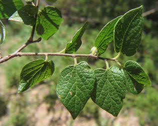 Netleaf Hackberry, Celtis laevigata  var. reticulata (7)