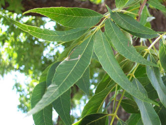 Pecan, Carya illinoinensis, A native
