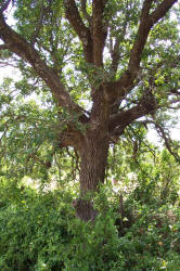 Post Oak, Quercus stellata, A (3)