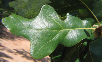 Post Oak, Quercus stellata, A (4)