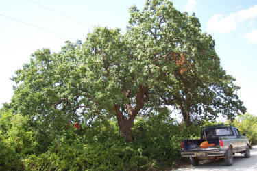 Post Oak, Quercus stellata, A