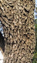 Post Oak, Quercus stellata, B (1)