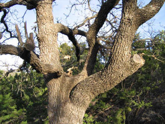 Post Oak, Quercus stellata, B (2)