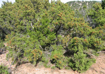 Red-berry Juniper, Juniperus pinchotii (5)