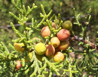 Red-berry Juniper, Juniperus pinchotii