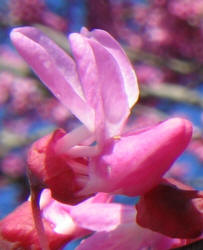 Redbud, Cercis canadensis (2)