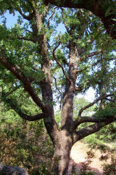 Shortlobe Oak, Quercus sinuata var. breviloba, A (1)