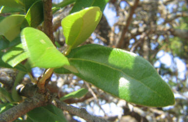 Southern Live Oak, Quercus virginiana, A (1)