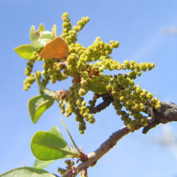 Southern Live Oak, Quercus virginiana, A (4)