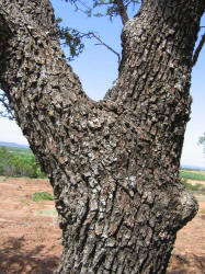 Southern Live Oak, Quercus virginiana, A