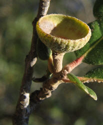 Southern Live Oak, Quercus virginiana, B (2)