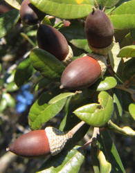 Southern Live Oak, Quercus virginiana, B (3)
