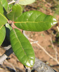Southern Live Oak, Quercus virginiana, B