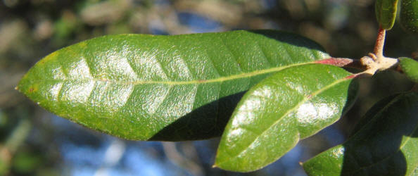 Southern Live Oak, Quercus virginiana, C (1)