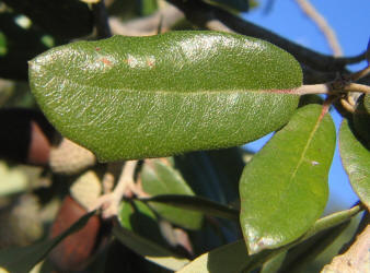 Southern Live Oak, Quercus virginiana, C (2)