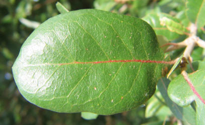 Southern Live Oak, Quercus virginiana, D (1)