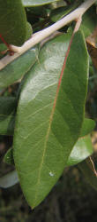 Southern Live Oak, Quercus virginiana, D (2)