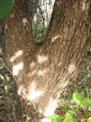 Southern Live Oak, Quercus virginiana, D