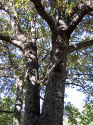 Southern Red Oak, Quercus falcata, KO (1)