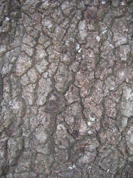 Southern Red Oak, Quercus falcata, KO (10)