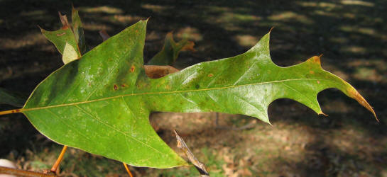 Southern Red Oak, Quercus falcata, KO (3)